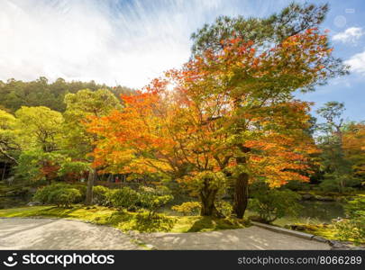 Yellow, orange and red autumn leaves in beautiful fall park