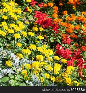yellow, orange and red dianthus flowers on flowerbed in summer