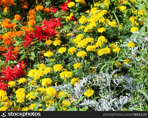 yellow, orange, red dianthus flowers in garden on green flowerbed in summer