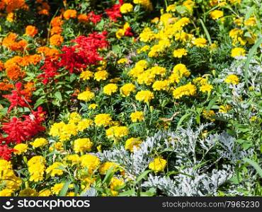 yellow, orange, red dianthus flowers in garden on green flowerbed in summer