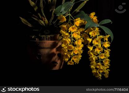 Yellow orchid, black background