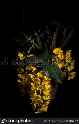 Yellow orchid, black background
