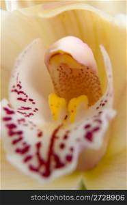 Yellow orchid flower close-up, selective focus.