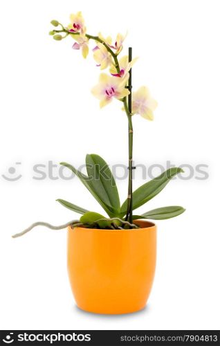 Yellow orchid flower (phalaenopsis) in a pot isolated on white background