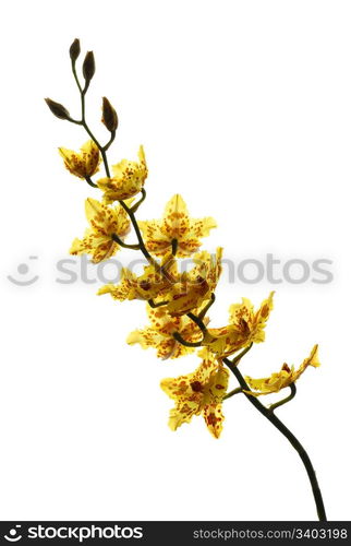 Yellow orchid isolated on a white background