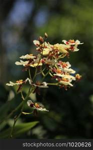 Yellow orchid oncidium