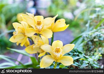 Yellow orchids in a wild tropical forest. Beautiful spring flowers with soft green background