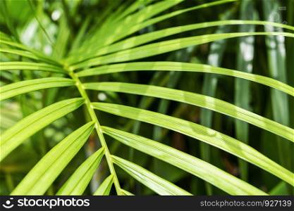 Yellow palm or green tropical leaves with sunlight background
