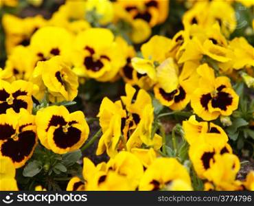 Yellow pansies in the garden. Flowers background pansy.