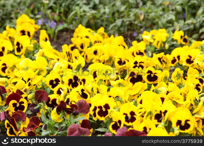 Yellow pansies in the garden. Flowers background pansy.