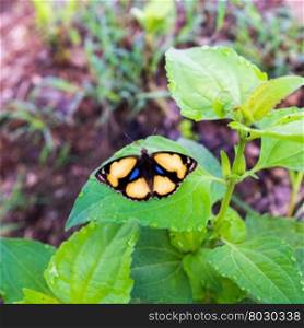 Yellow Pansy Butterfly on leaf