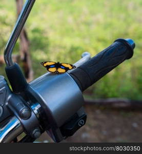 Yellow Pansy Butterfly on motorcycle