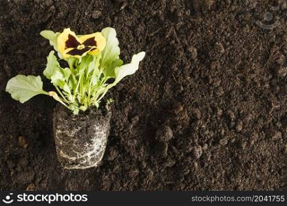 yellow pansy flower plant fertile soil