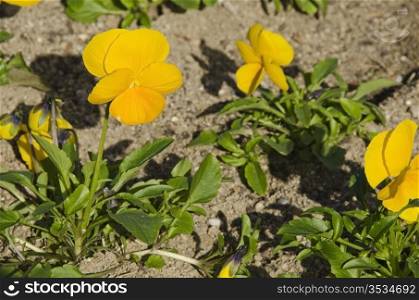 Yellow pansy. Yellow pansies in a park in autumn in bright sunshine