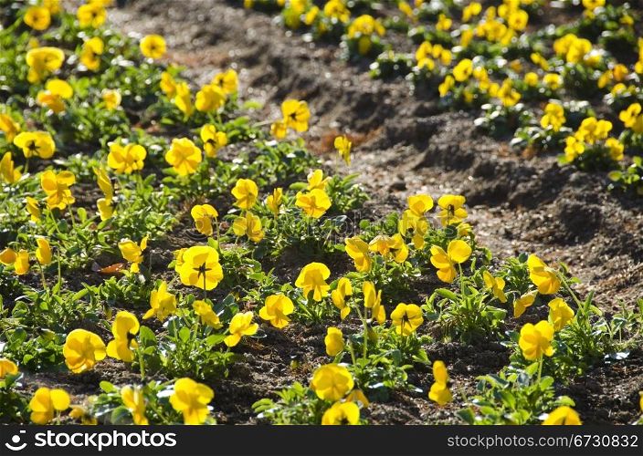 Yellow pansy. Yellow pansy field in a park in sun shine