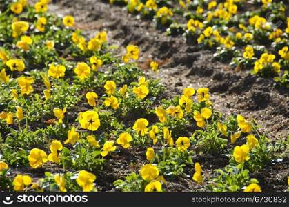 Yellow pansy. Yellow pansy field in a park in sun shine