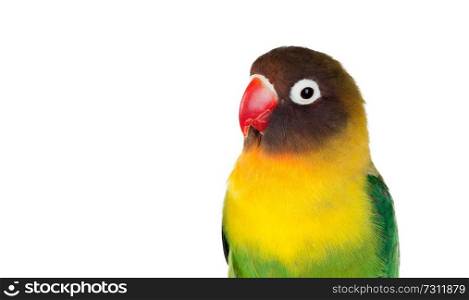 Yellow parrots with red beak lisolated on a white background