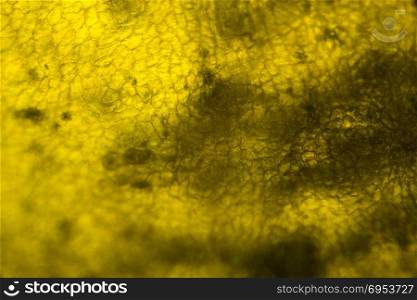 Yellow pepper under the microscope.
