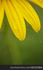 Yellow petals with drops of dew close up
