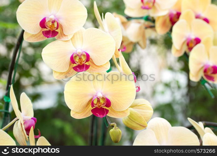 Yellow phalaenopsis orchid flower