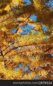 Yellow pine on the blue sky, autumn 2010