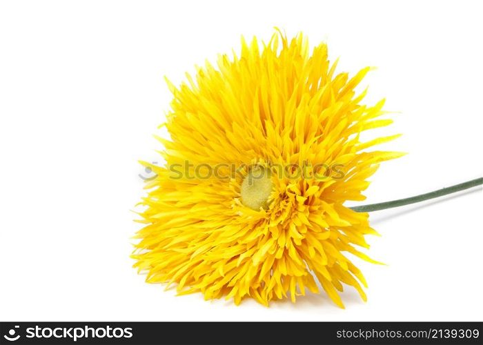Yellow pion flower isolated on white background. Yellow pion flower
