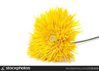Yellow pion flower isolated on white background. Yellow pion flower