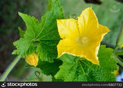 Yellow pistillate flowers of a Benincasa hispida or winter melon blossoming on vine