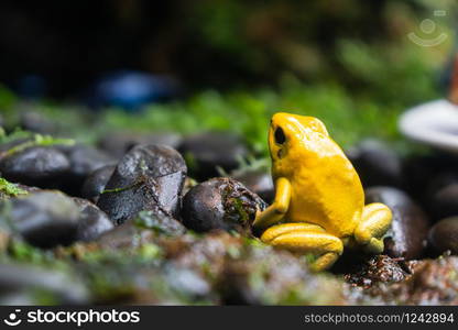 Yellow poison-dart frog (Dendrobates tinctorius azureus)poison frog very poisonous animal with warning colors Phyllobates terribilis Colombia amazon rainforest toxic amphibian