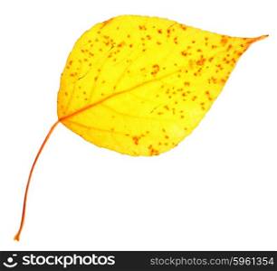 Yellow poplar leaf isolated on white