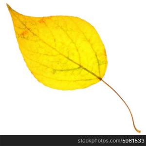 Yellow poplar leaf isolated on white