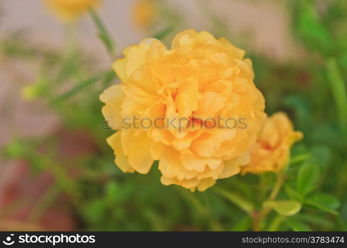 Yellow Portulaca flowers at the garden in morning