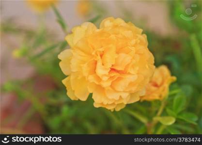 Yellow Portulaca flowers at the garden in morning