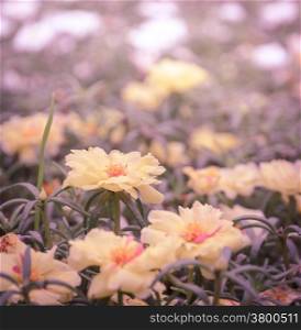 Yellow Portulaca or Purslane flower in vintage style