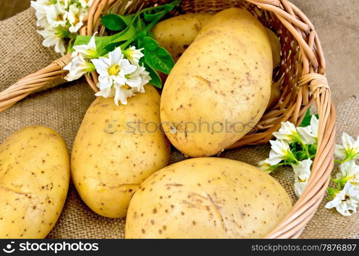 Yellow potato tubers, potato white flowers in a basket on burlap background on wooden board