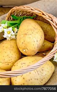 Yellow potato tubers with a flower in a wicker basket on the background of wooden boards and burlap