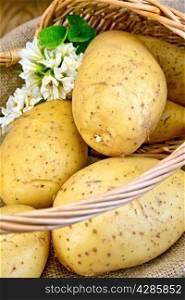 Yellow potato tubers with a flower in a wicker basket with burlap on the background of wooden boards
