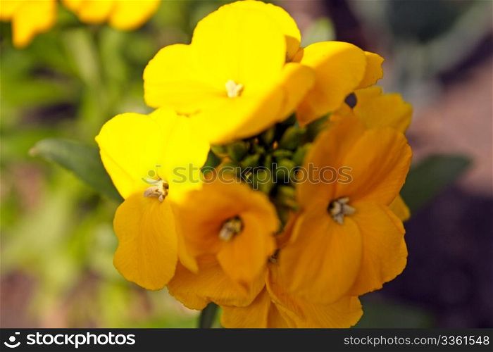 yellow primula flowers