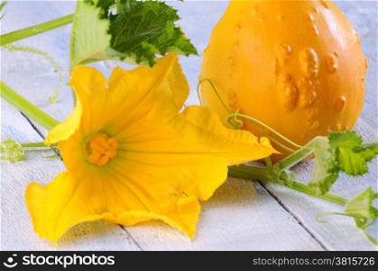 Yellow pumpkin with squash blossoms on a wooden table.&#xA;