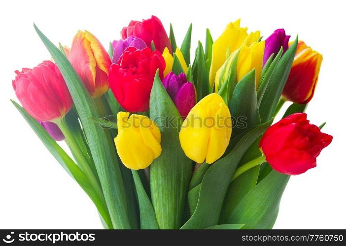  yellow, purple and red  tulips close up isolated on white background. bouquet of  yellow, purple and red  tulips