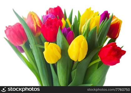  yellow, purple and red  tulips close up isolated on white background. bouquet of  yellow, purple and red  tulips