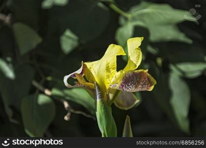 Yellow-purple inflorescence of iris flower and bud of non-blooming flower