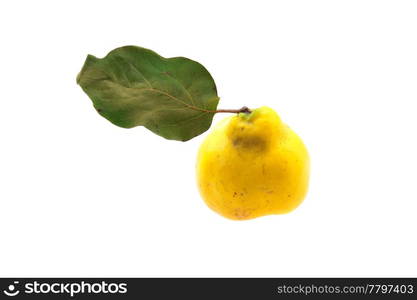 yellow quinces with green leaf isolated on white