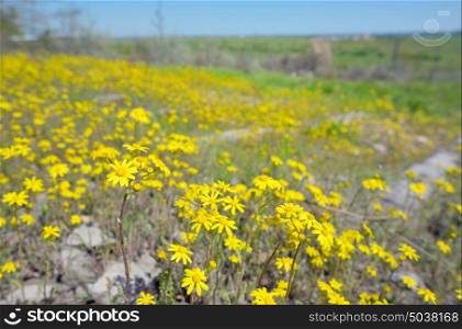 Yellow Ragwort flowers Senecio erucifolius