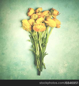 Yellow ranunculus flowers close-up on a blue table