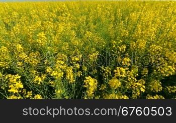 Yellow rape field and blue sky in summer, tilt shot, wide-angle lens