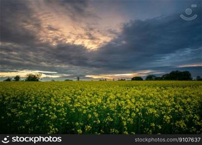 Yellow rape field and cloudy evening clouds, Zarzecze, Poland