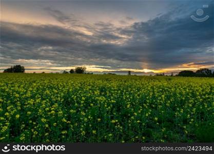 Yellow rape field and cloudy evening sky, Zarzecze, Lubelskie, Poland