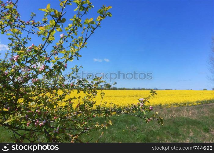 yellow rape field, flowering fields and trees. flowering fields and trees, yellow rape field