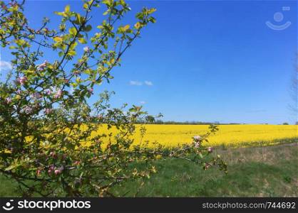 yellow rape field, flowering fields and trees. flowering fields and trees, yellow rape field